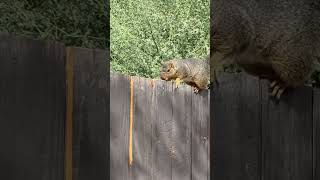 Neighbor Squirrel￼