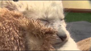 Rare White African Lion Cubs Born in Australia