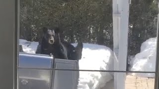 Four bears vs a barbecue