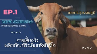 รายการ เกษตรสุวรรณภูมิ การเลี้ยงวัวะด้วยผลิตภัณฑ์ชีวะอินทรีย์ทีพีไอ ตอนที่1