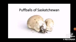 The MW - Puffballs of Saskatchewan