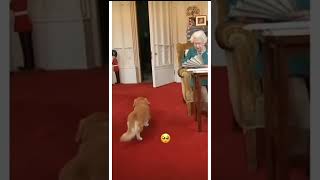 Adorable moment between queen Elizabeth and pup #queenelizabeth #queen #queenofengland #dead #sad