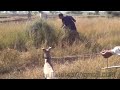 Galgos Greyhound Hunting In Pakistan Part 7