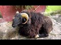 Bakri Eid Sheep 2022 Neelsandra