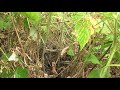 yellowhammer bird nest eggs then chicks feeding