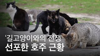 '길고양이와의 전쟁' 선포한 호주 근황