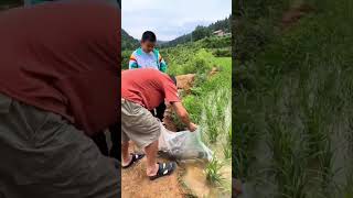 Chinese Unique Method of Growing Rice And Fish in the same Fields!