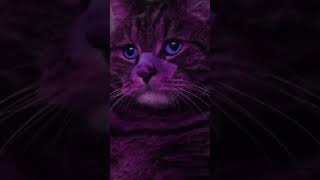 You Look Lonely Cat version - blade runner 2049