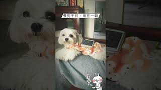 完美的手機支架 #寵物 #dog #狗 #搞笑