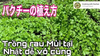 簡単なパクチーの植え方-すぐ収穫出来る|Cách trồng rau Mùi tại Nhật vô cùng đơn giản-Thu hoạch nhanh|Cooking with Hachan