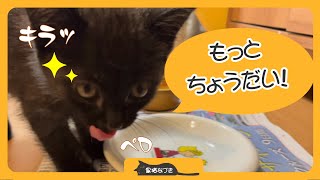 【保護子猫】「おねだり上手な黒子猫」家族16日目