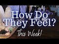 ALL SIGNS: Their FEELINGS For YOU This WEEK!