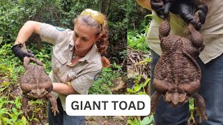 Monster cane toad 'Toadzilla' found in Australia!