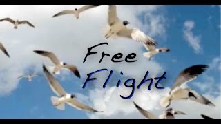 自由飛行 (Free Flight) -- Nobuyuki Mizuoka 水岡のぶゆき