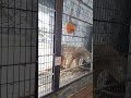 日本 旭川動物園「2025」japan asahikawa zoo