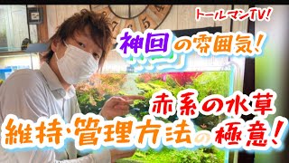 赤系水草を赤くするコツ\u0026維持方法お伝えします‼️