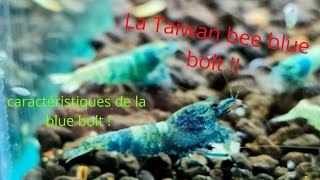 La Taiwan bee blue bolt !! Shrimp caridina!