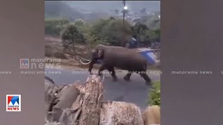 മൂന്നാറില്‍ ഭീതി പടര്‍ത്തി കാട്ടാന പടയപ്പ | Munnar | Elephant Padayappa