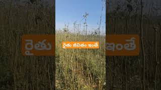 రైతు జీవితం ఇంతే