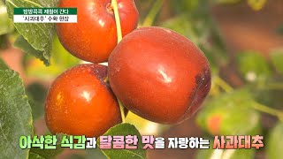 [방방콕콕제철이간다] 가을 보약 ‘사과대추’💚🤎