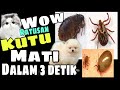 Cara membasmi kutu pada hewan peliharaan - kutu anjing - kutu kucing