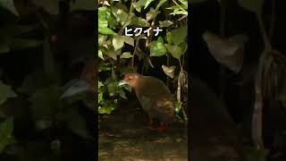 ヒクイナ(緋水鶏)　夏鳥23cm　2023.9.11から2024.3月 関東で撮影　思い出の野鳥　珍鳥　一年前の今日　#ヒクイナ　#野鳥動画　