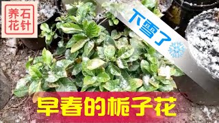 雪中的栀子花(Gardenia) - 说说早春盆栽栀子花的几件事 - 低温，日照，生长灯