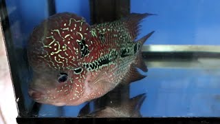 may Hexamita ang FLOWERHORN ko. gamutin natin agad