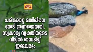 പരിക്കേറ്റ മയിലിനെ തേടി ഇണയെത്തി, സ്വകാര്യ വ്യക്തിയുടെ വീട്ടിൽ തമ്പടിച്ച് ഇരുവരും