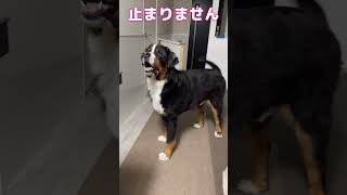 超大型犬KING７歳リンパ腫との戦い。食欲旺盛 #超大型犬   #shorts