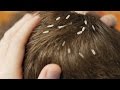 HEAD LICE INFESTATION! HEAD LICE INFESTATION!