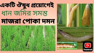 বোরো ধানের মাজরা পোকা দমনের সবথেকে বেশি শক্তিশালী কীটনাশক ওষুধ।। Majra Pokar Sob thaka valo Osudh ।।