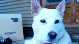 2匹の犬と暮らす　天空のポツンと一軒家