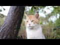 cat live 雨の日の子猫とさくらねこたちをライブ配信 野良猫 感動猫動画