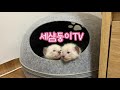 ep.22 아기 샴고양이 얼굴 구분하기