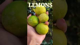 How to store lemons fresh for months #shorts #hack #asmr