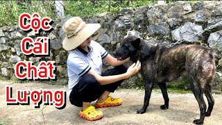 Con Giống Hmong Cộc Cái Vện Đẹp Nhất Chất lượng Nhất Dòng Mông Cộc.| Cu Hải