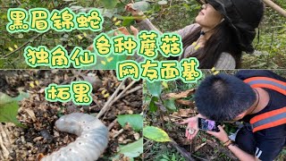 【秦岭虫社】合肥紫蓬山野采记录。