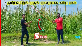 தமிழ்நாட்டில் முதல் முறையாக புதிய கம்பு ரகம்|5 அடி நீலம் வளருமா!5Feet Cumbu Crop