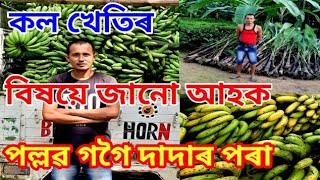 খেতিৰ দিহা পৰামৰ্শ আদৰ্শ খেতিয়ক পল্লৱ গগৈৰ Banana garden in Gulaghat Assam