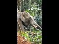 wild elephant at neriamangalam wildlife wildelephant elephant wildanimal