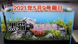 草缸里长藻了，试试黑壳虾专业除藻50年，有多厉害，看看就知道了