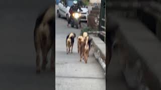 Most lovable Himalayan street dogs crossing the Ramganga Bridge #shorts @doctorrahulsen