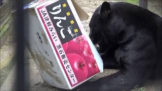 段ボールで遊ぶ黒ジャガー「ミワ」2017年10月25日撮影。black jaguar plays with cardboard box@Kyoto city zoo