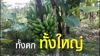 เต็มปากเต็มคำ! กล้วยหอมคาเวนดิช (Cavendish Banana) | Farm Station