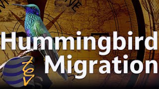 Tiny Migrants, Epic Journeys | The Science of Hummingbird Migration