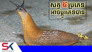 សត្វ ៥ប្រភេទ ដែលមានលក្ខណៈពិសេសអាចប្តូរភេទបាន