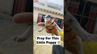 Pray For This Little Puppy 😨 | #327