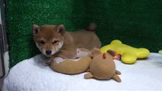 豆柴子犬12/31　女の子♀a2　摂州宝山荘　mameshiba dog Puppy （mame shiba inu)