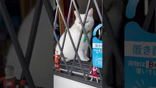 宅配便様置き配OKです contactless delivery OK #shorts #catvideos #猫動画